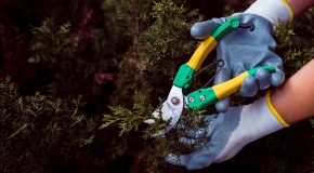 Du 16 mars au 15 août pensez à la biodiversité et n’élaguez plus vos arbres et haies !