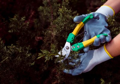 Du 16 mars au 15 août pensez à la biodiversité et n’élaguez plus vos arbres et haies !